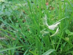 Image result for Eleusine africana