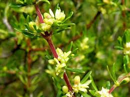 Image result for Anthospermum