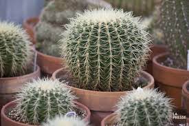 En fait, la présence de zinc et de plomb dans le sol a permis. Le Regne Du Cactus La Presse
