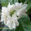 Buy jasmine plant and get the best deals at the lowest prices on ebay! 1