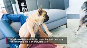 If you've decided to keep a frenchie, you've made a great decision. French Bulldog Dog Breed Information Pictures Characteristics Facts Dogtime