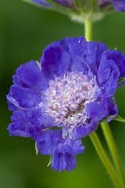 Pin On Garden Snippets