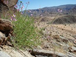 Image result for Cleome oxyphylla