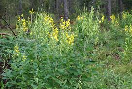 Image result for Crotalaria reptans- intermediates with pisicarpa