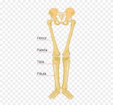 The bones of the leg are the femur, tibia, fibula and patella.the foot bones shown in this diagram are the talus, navicular, cuneiform. File Human Bones Labeled Labeled Leg Bone Diagram Clipart 3796788 Pinclipart