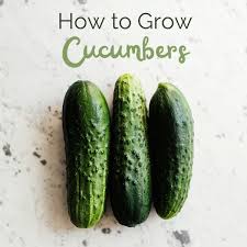 Check spelling or type a new query. Everything You Need To Know About Growing Cucumbers Dengarden