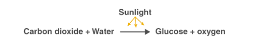 photosynthesis