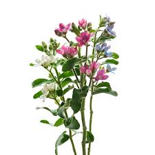 Image result for Oxypetalum