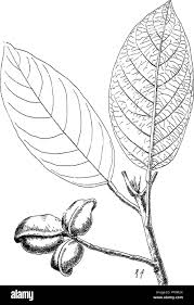 Image result for Heritiera