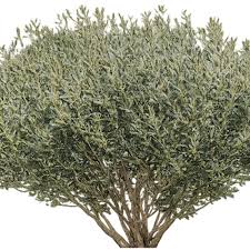 Image result for Fuerstia angustifolia