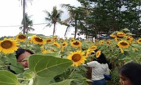 Jual bunga matahari online harga termurah : Grantnsaipan Taman Bunga Matahari Harga
