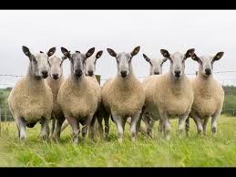 Lowes Fell Hexham Bluefaced Leicester Sheep For Sale Sept Oct 2014 Youtube