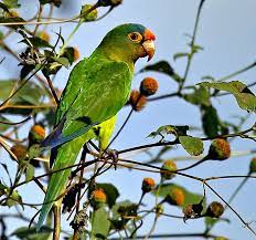 Aratinga Canicularis Natureza Arara