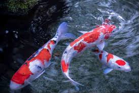 Belasan jenis ikan koi pesaing koi blitar. Berapa Harga Ikan Koi Termahal Di Dunia Ini Dia Jenis Ikan Koi Yang Buru Orang