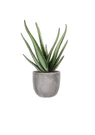 Image result for Aloe veseyi