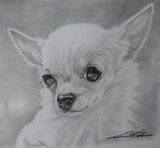 Chihuahua Graphite Drawing Print By Cnkportraits On Etsy 6 99 Chihuahua Drawing Epic Drawings Dog Paintings