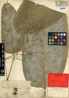 Image result for Marantochloa purpurea