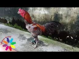 Cara memandikan ayam magon yang benar. Download Magon 3gp Mp4 Codedwap