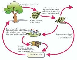 Decomposition In Ecosystem Aipmt Biology Study Material Notes Medical 12th Study Materials Biology Ecosystems
