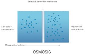 Like other epithelial cells, they have polarity and contain a distinct apical surface with specialized membrane proteins. Define Osmosis Class 11 Biology Cbse
