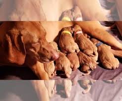 The video shows the life of a big. Vizsla Verified Dog Breeders Near Saint Helens Oregon Usa Page 1 10 Per Page Puppyfinder Com