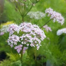 Roseum 40,00 dkk se produktet tilføj ønskeliste. Chaerophyllum Hirsutum Roseum Buy Plants At Coolplants