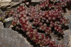 Image result for Pilea sublucens