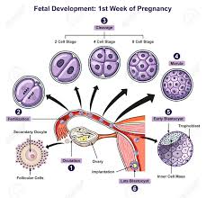 Fetal Development First Week Of Pregnancy Infographic Diagram