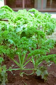 Image result for Brassica