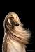 Small Long Hair Dog