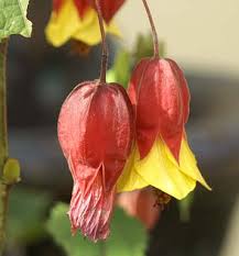 Image result for Abutilon