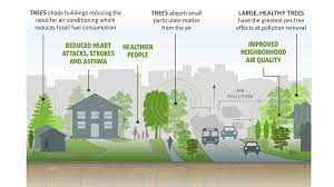What are the steps taken to reduce air pollution? Growth Of City Trees Can Cut Air Pollution Says Report Bbc News
