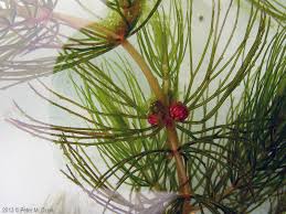 Image result for Ceratophyllum