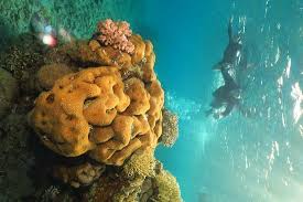 Maybe you would like to learn more about one of these? Guided Snorkeling In Eilat Israel With Nautilus Red Sea Picture Of Nautilus Red Sea Scuba Diving Eilat Tripadvisor