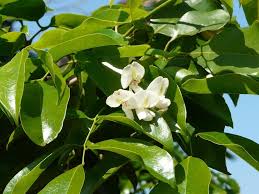 Image result for Craibia zimmermannii