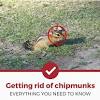 Since chipmunks are small, you can use the same types of traps for chipmunks that you would for rats. 3