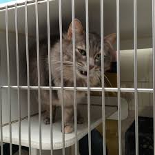 Please consider the decision carefully. Photos At Anchorage Animal Control Anchorage Ak