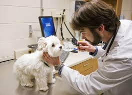 We are all pet owners here, and nothing is more important to us than caring for our children (aka our pets) and keeping them with us as long as possible. Vet School Relies On External Funding The Minnesota Daily