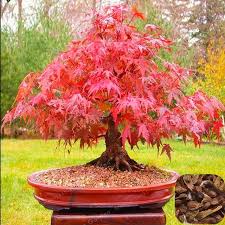 Maple seeds are an item used in the farming skill to grow a maple tree, which gives maple logs when harvesting it with a hatchet. Acerpalmatum Seeds Hong Feng Best Price Bulk Acer Palmatum Seeds Acer Rubrum Japanese Maple Tree Seeds For Buy Hybrid Seeds Non Edible Seeds Olive Seed Product On Alibaba Com