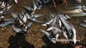 We did not find results for: Dalam Tiga Jam Satu Ton Lebih Ikan Berhasil Dijaring Di Lubuk Larangan Kampar Kiri Hulu Tribun Pekanbaru