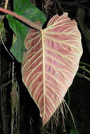 Philodendron Verrucosum