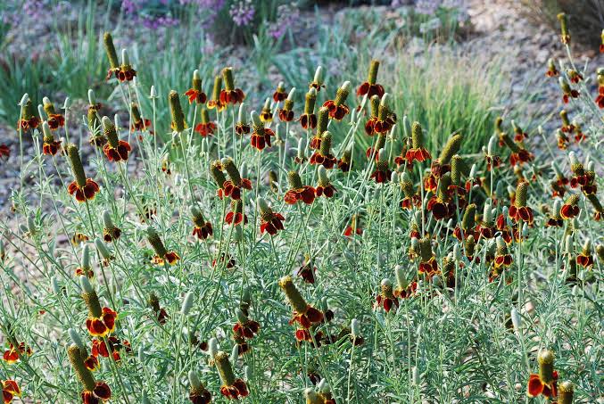 Perennials planted in well-draining soil with full sun exposure