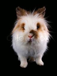 Maybe you would like to learn more about one of these? White Lionhead Bunny Towards Black Stock Image Colourbox