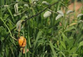 Image result for Maerua edulis