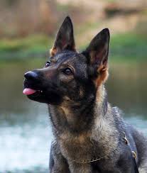 Watch funniest german shepherd puppies and try not to laugh.subscribe sad cat to get newest video 😻. Vom Anfang German Shepherds Pet Breeder 2 283 Photos Facebook