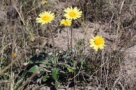 Image result for Haplocarpha