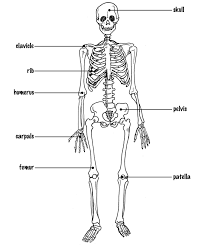 Check spelling or type a new query. Easy Drawing Of Skeleton Novocom Top
