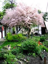 Image Result For Tamarisk Tree Niwaki Trees To Plant Pink Trees Pink Garden
