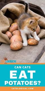 The next question is usually does eating kitty litter make dogs sick? how sick a dog can get from eating kitty litter depends on how much litter they eat, how frequently they eat it, how digestible the litter is, whether they have any allergies, how sensitive a dog's stomach and gastrointestinal tract are. 15 Food For Cat Ideas Cats Cat Food Cat Nutrition