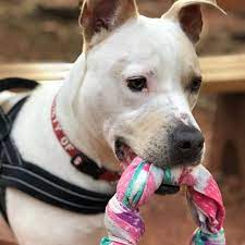 Sweet Maggie Is Waiting Humane Society Cute Animals Animal Photo